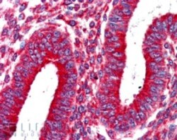 Kinesin 5B Antibody, Novus Biologicals 0.1mg; Unlabeled:Antibodies, Polyclonal
